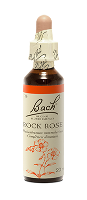 ROCK ROSE