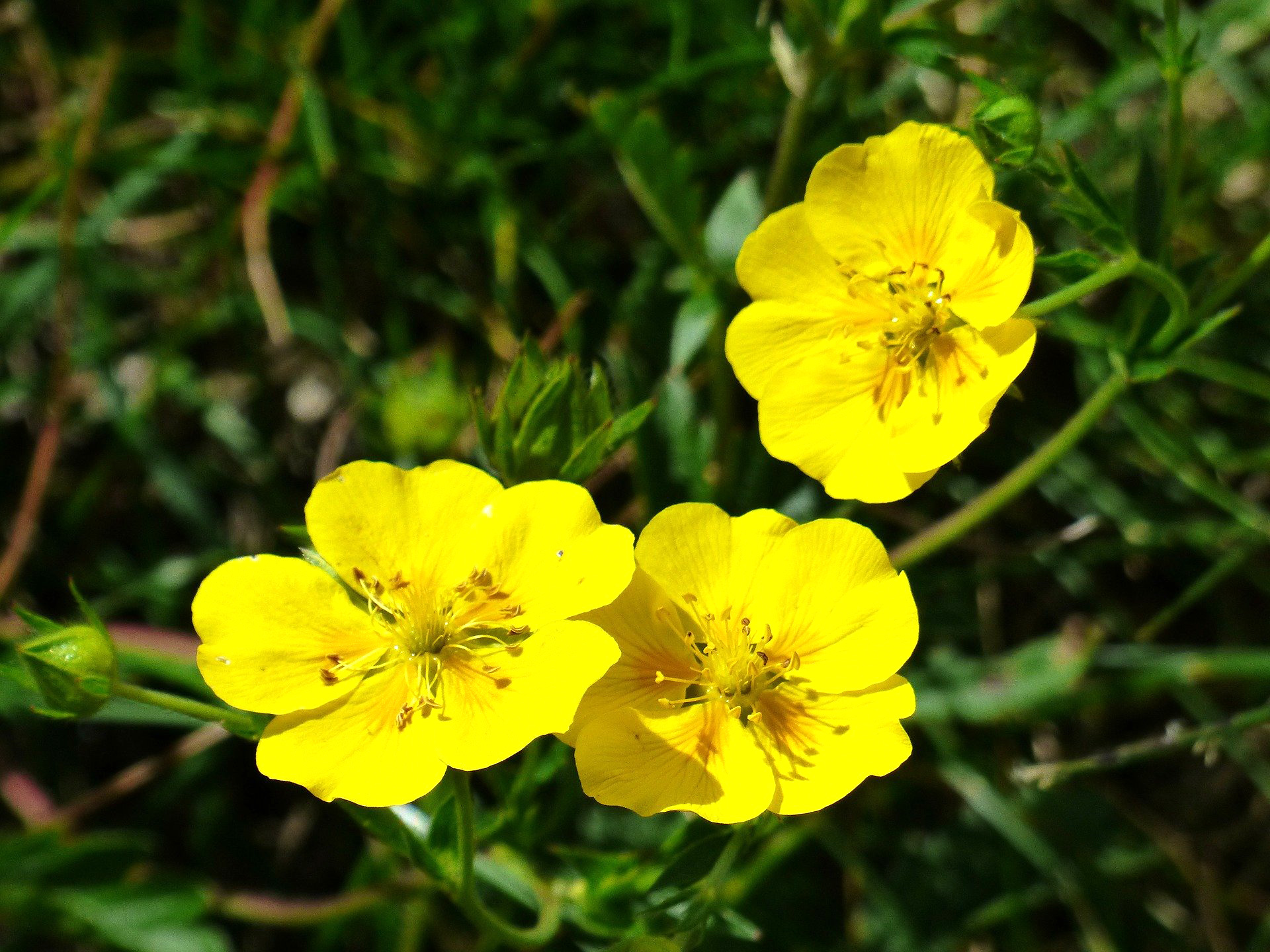 Rock Rose