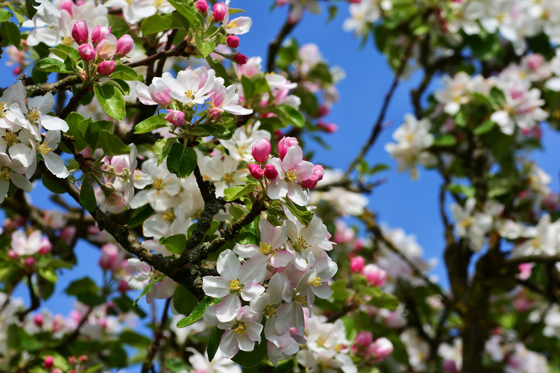 apple-blossoms-3355176_1920