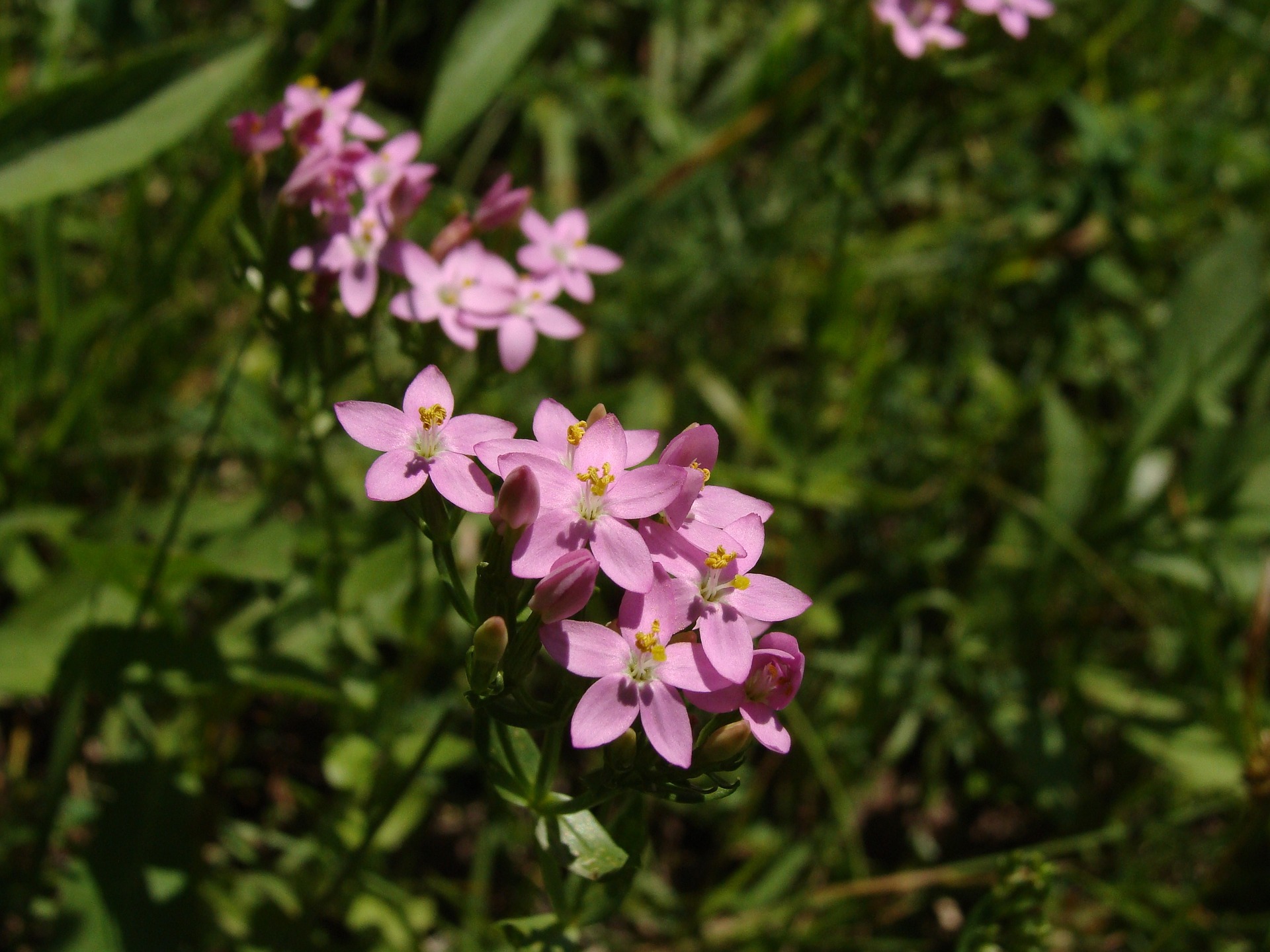 Centaury Centaurée