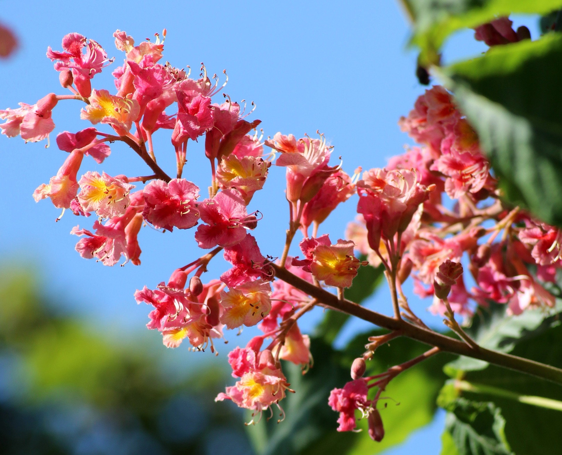 horse-chestnut-red-3383899_1920