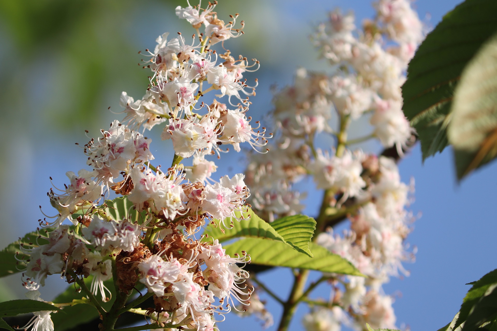 chestnut-blossom-4222522_1920