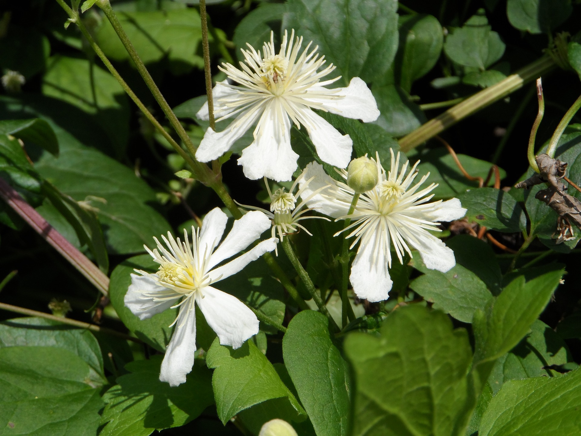 clematis-1529554_1920