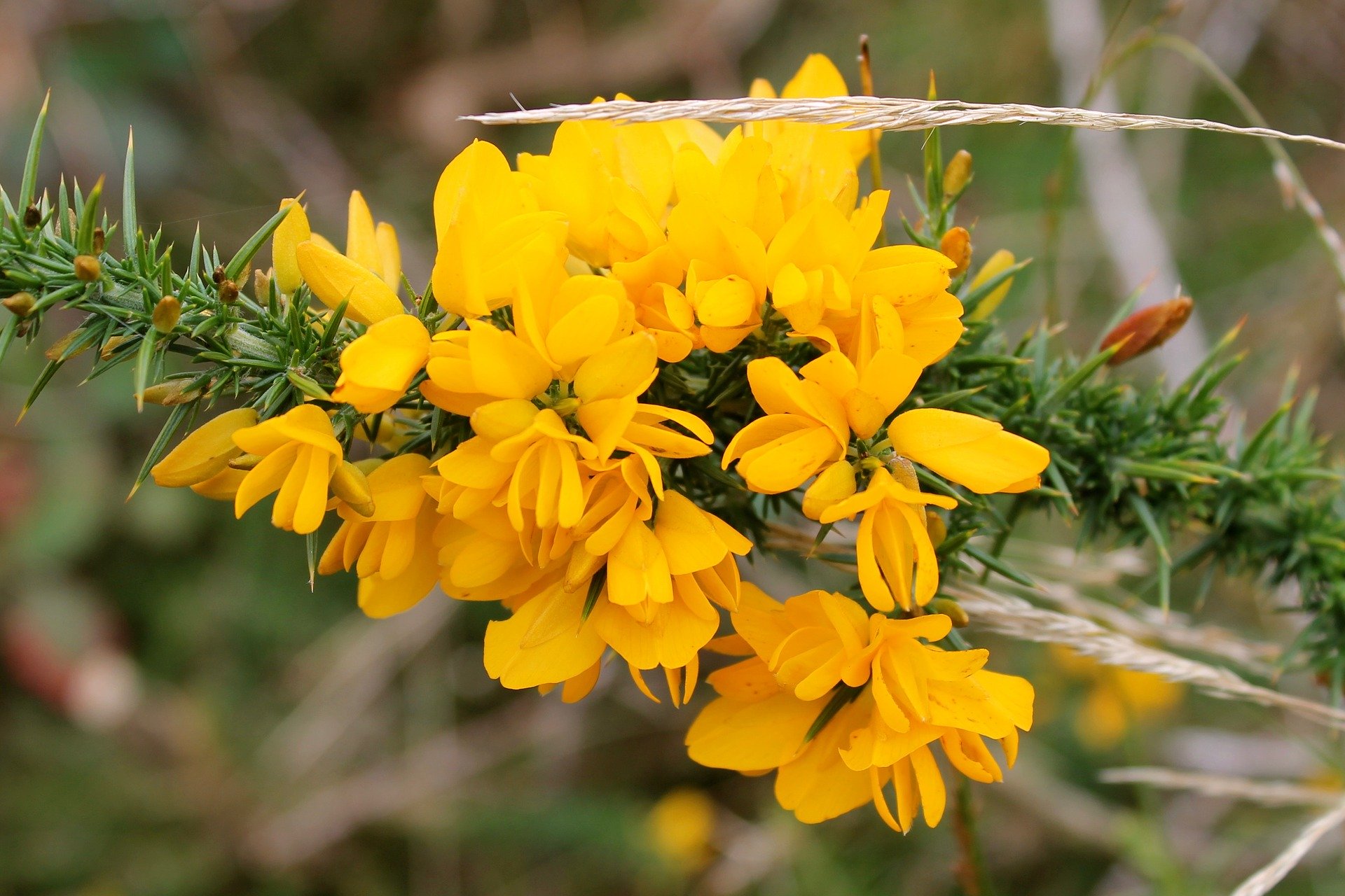 gorse-2355146_1920