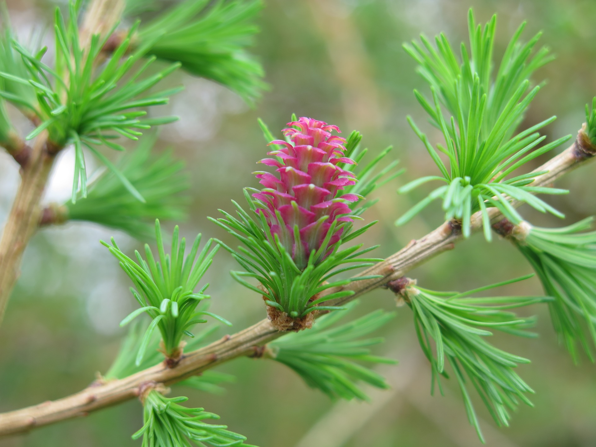 larch-3199366_1920