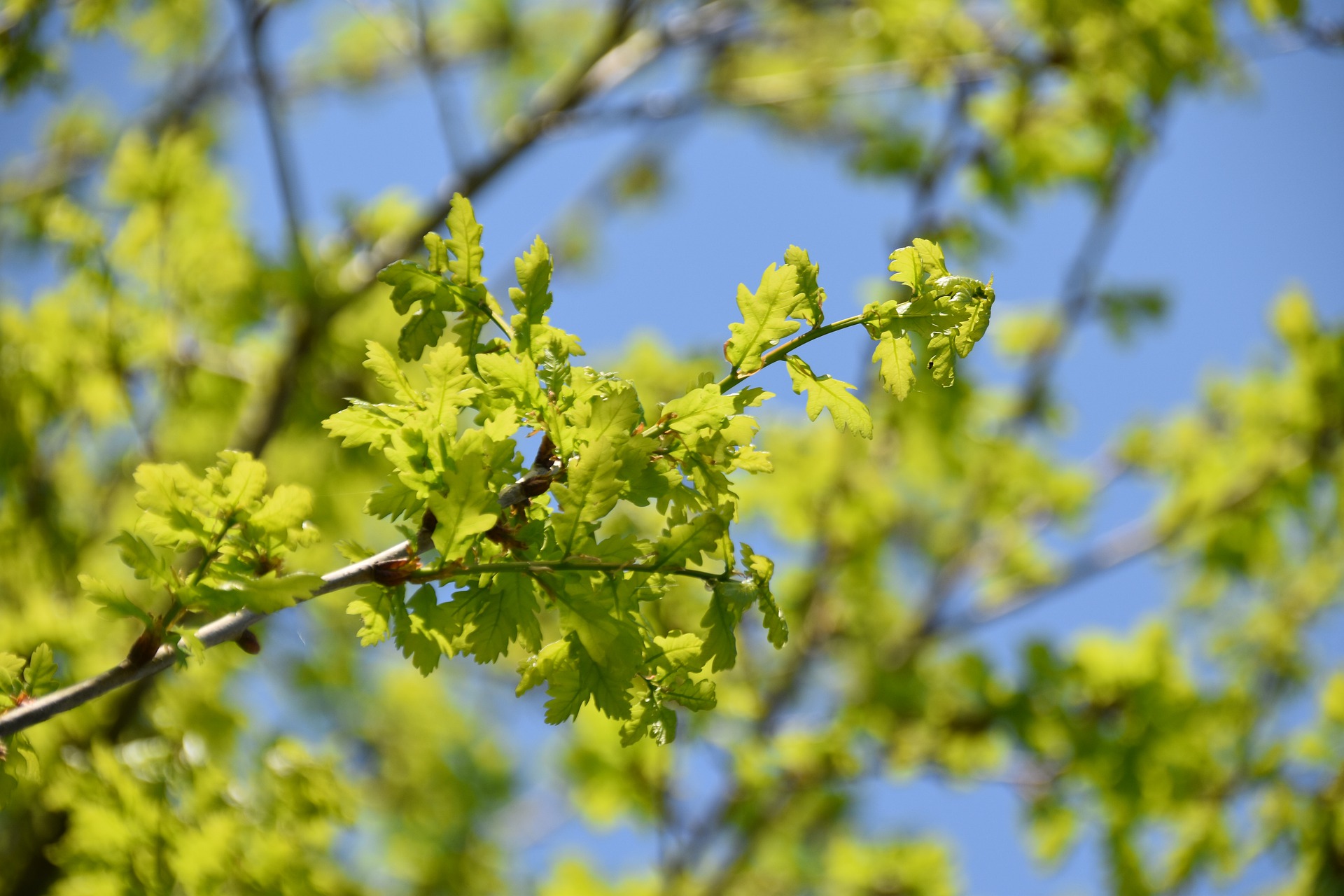 oak-leaves-5035889_1920