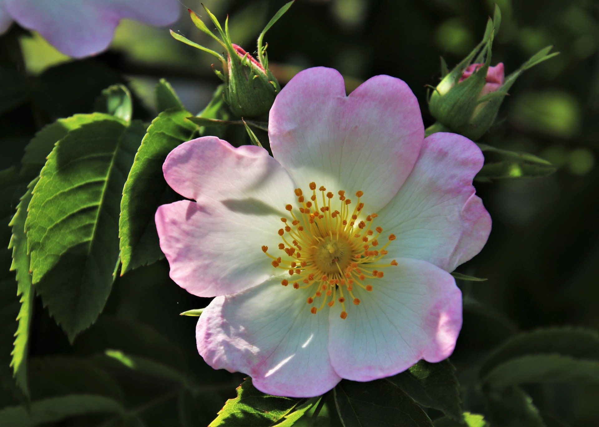 wild-rose-4252054_1920